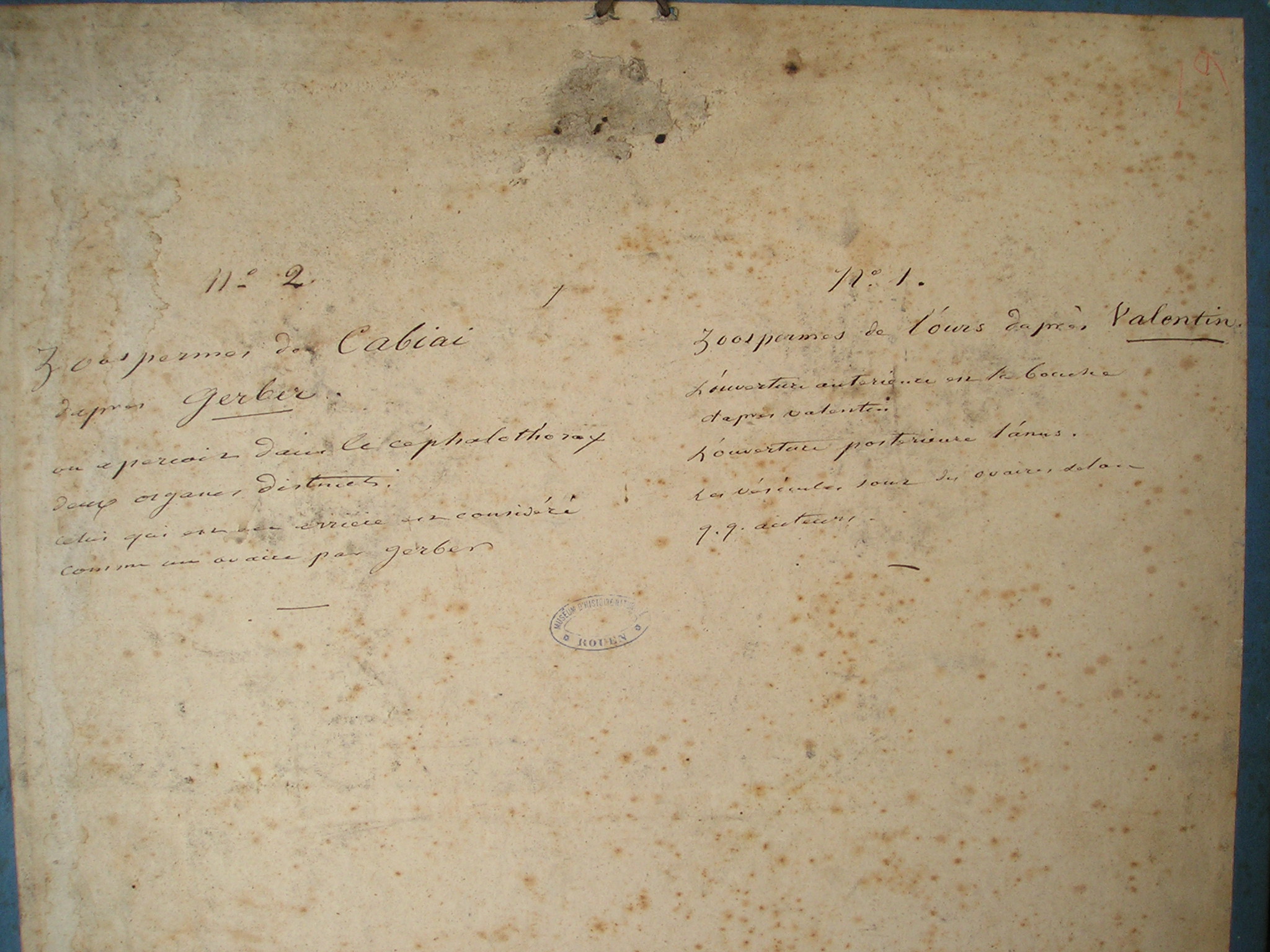 Zoospermes de Cabiai d'après Gerber - zoospermes de l'ours d'après Valentin